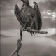 Illustration for article titled Any Animal That Touches This Lethal Lake Turns to Stone